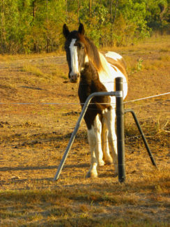 Horse on Kelman Road