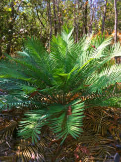 Native cycads in The Grange on Stuart conservation area