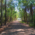 Tree-lined boardwalk