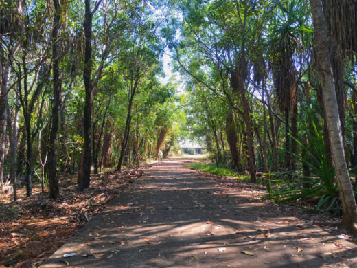 Tree-lined boardwalk