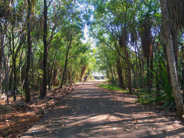 Tree-lined boardwalk