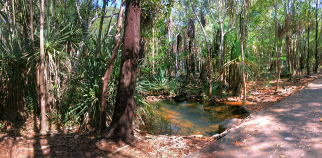 A tall-timbered bushland oasis is a hidden gem of The Grange on Stuart