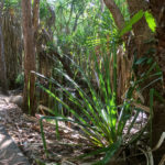 Tropical pandanus and native bush in the conservation corridor