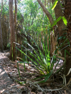 Tropical pandanus and native bush in the conservation corridor