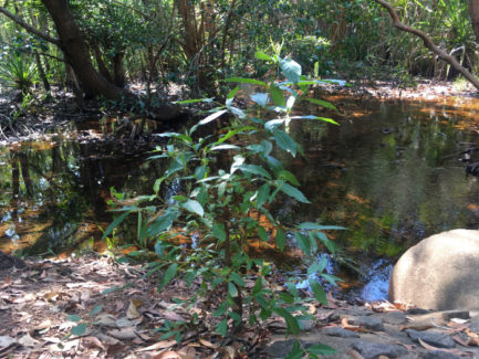 The natural freshwater creek is surrounded by tall-timbered bushland