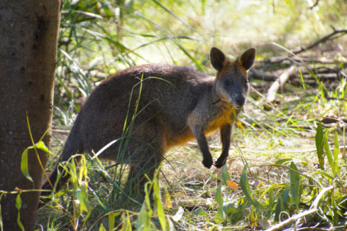 Wallabies can often be spotted in the conservation area at The Grange on Stuart